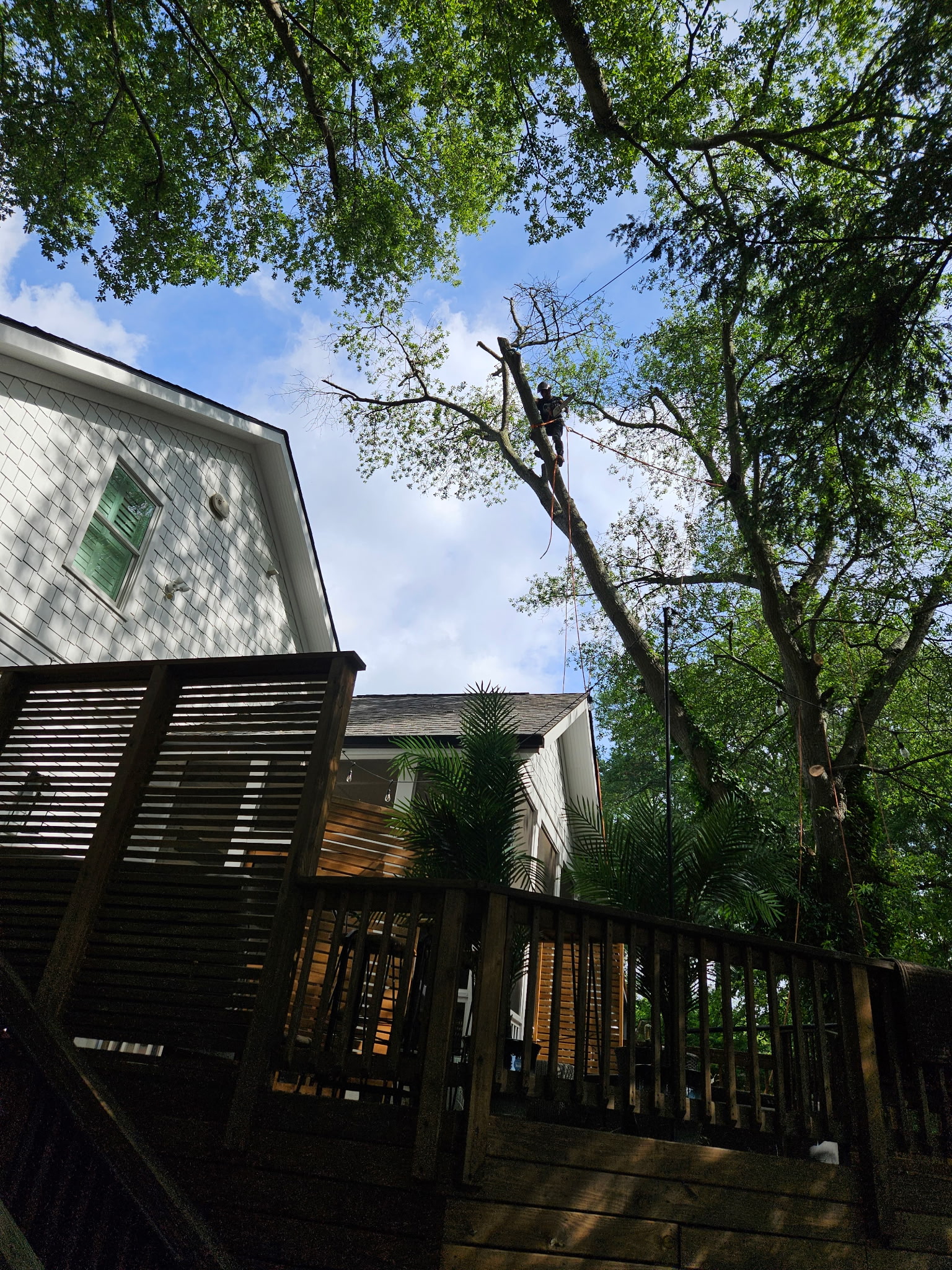 Arborist working high in a tree near a residential home
