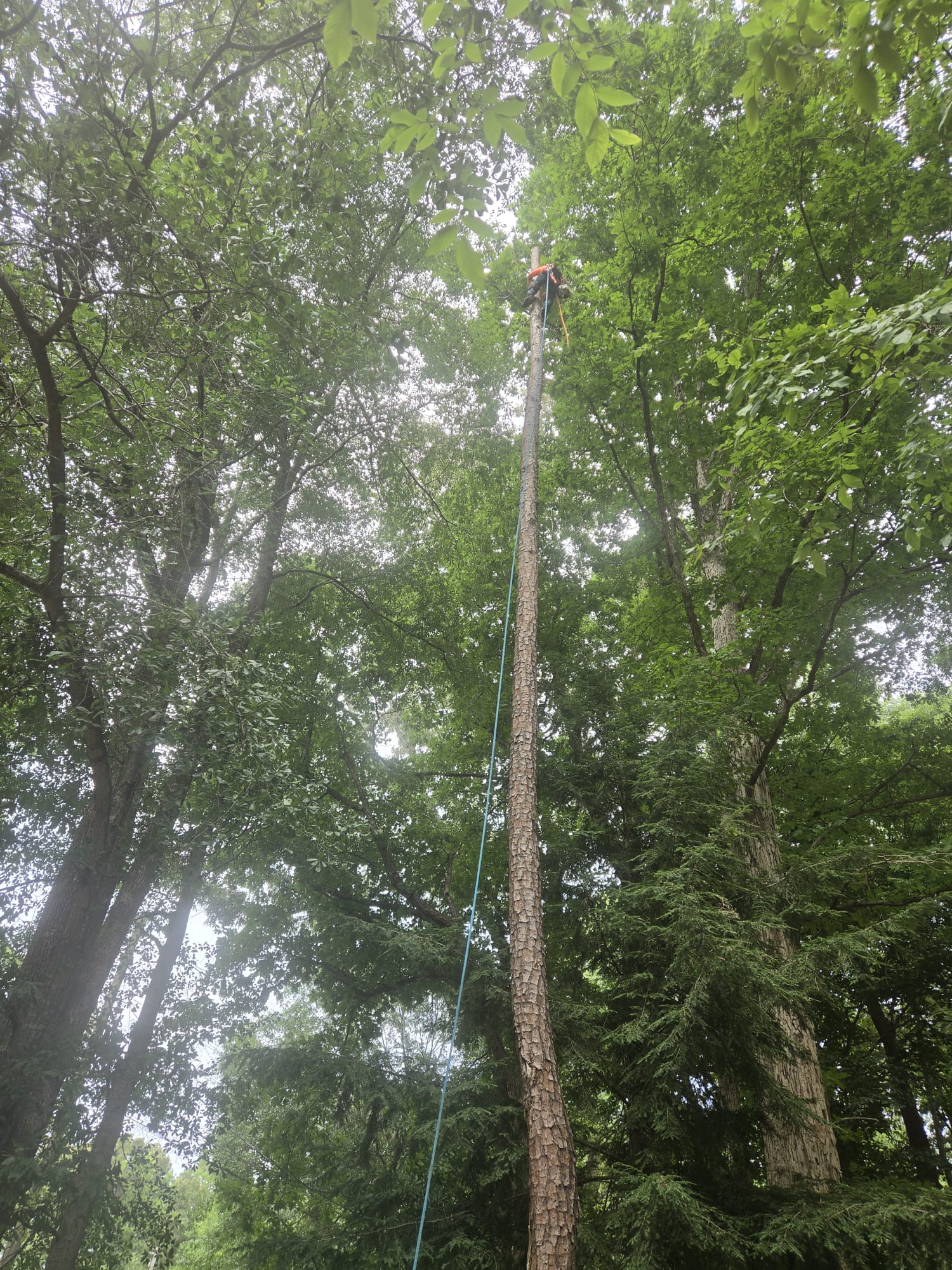 Arborist climbing a tall tree with safety rope